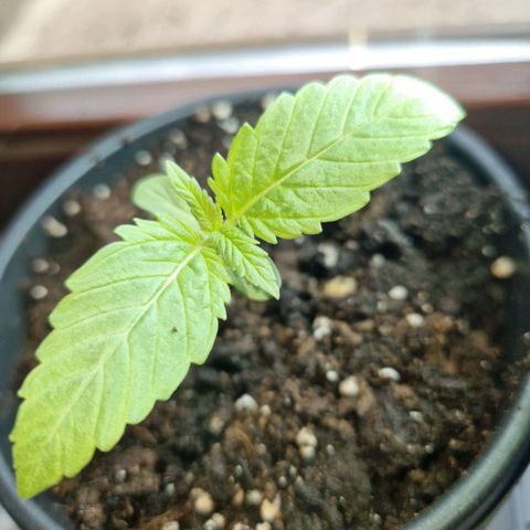 red pop x black dog growlog timeline photo