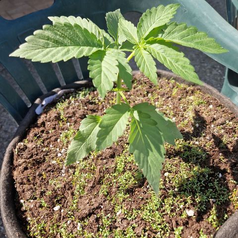 red pop x black dog growlog timeline photo