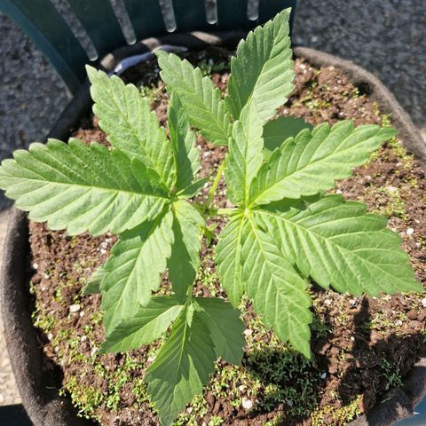 red pop x black dog growlog timeline photo