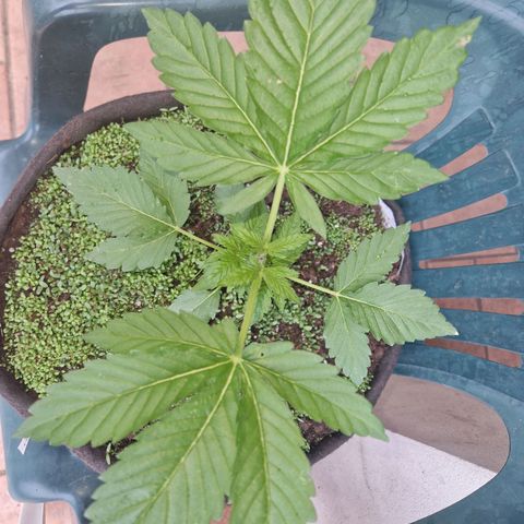 red pop x black dog growlog timeline photo