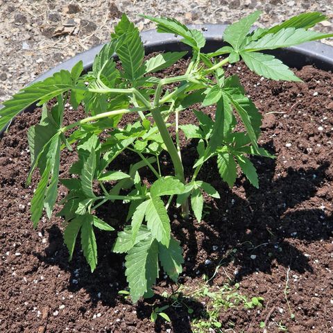 red pop x black dog growlog timeline photo