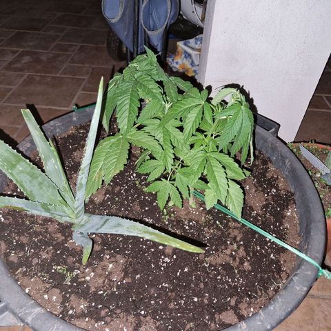 red pop x black dog growlog timeline photo