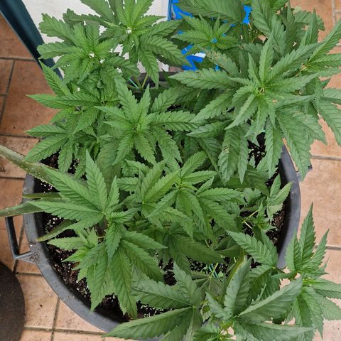 red pop x black dog growlog timeline photo