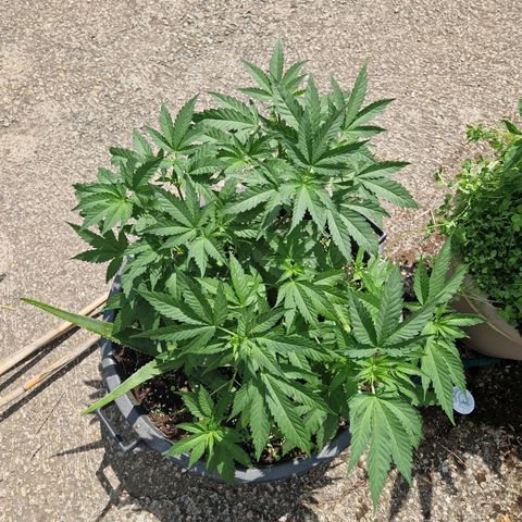 red pop x black dog growlog timeline photo