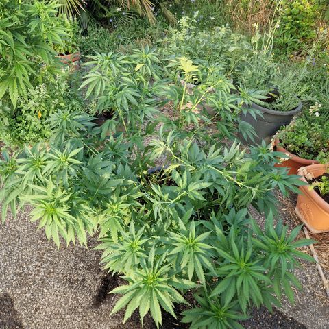 red pop x black dog growlog timeline photo