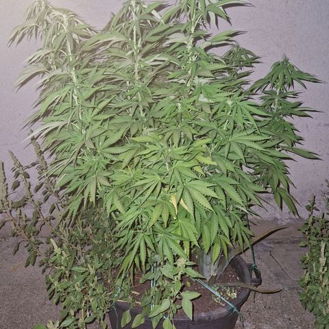 red pop x black dog growlog timeline photo