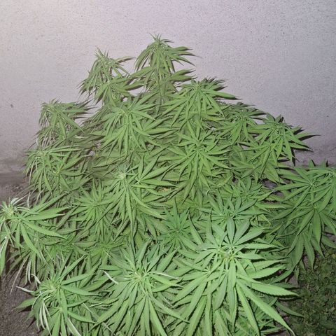 red pop x black dog growlog timeline photo