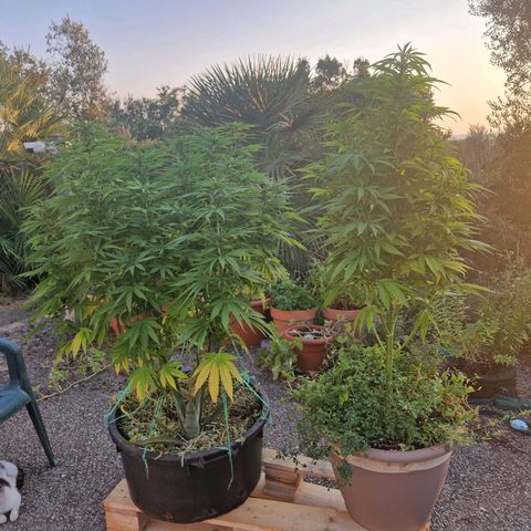red pop x black dog growlog timeline photo