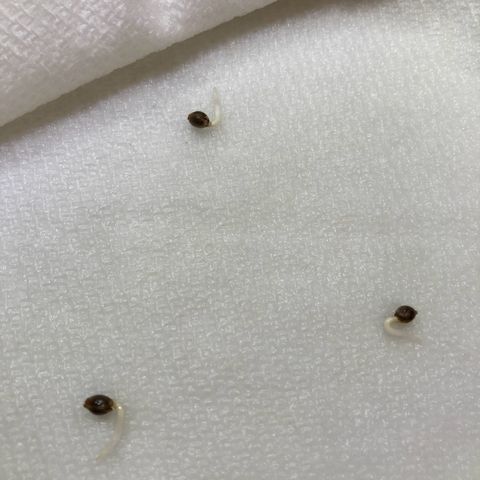 Porthos growlog photo: Germination Complete. Seeds Planted