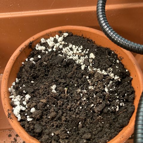 Aramis growlog timeline photo