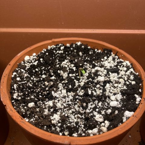 Porthos growlog photo: 12 hours after seedling birth