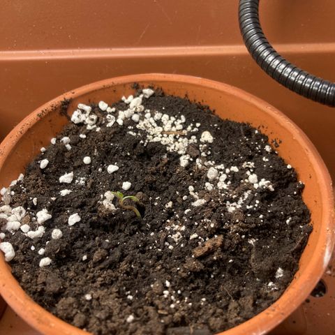 Aramis growlog photo: 12 hours after seedling birth