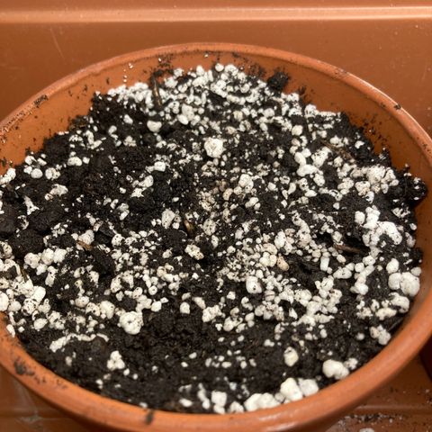 Athos  growlog photo: Sprouting 