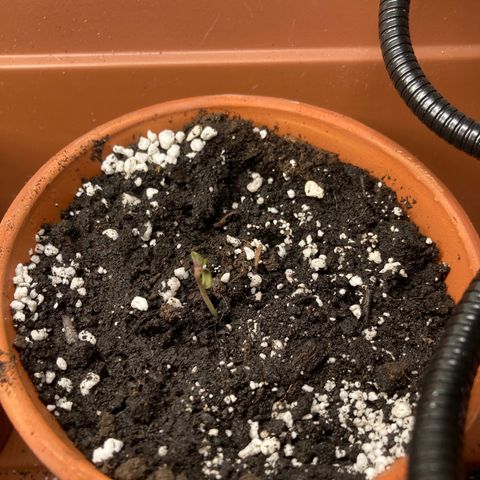 Aramis growlog timeline photo