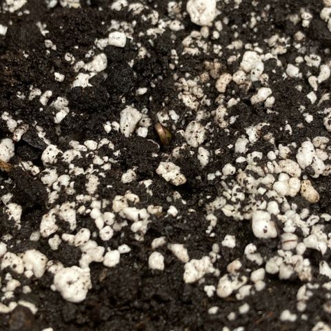 Athos  growlog timeline photo