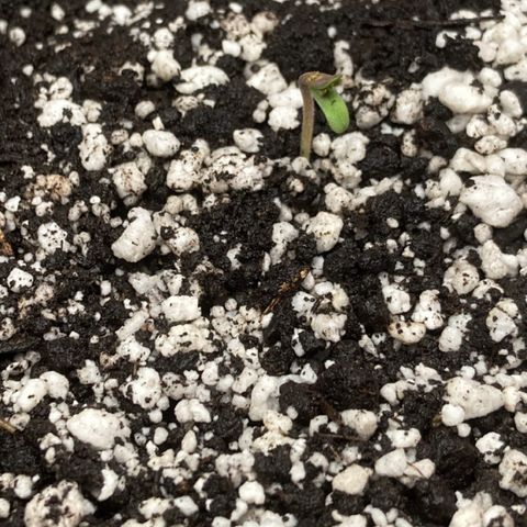 Porthos growlog timeline photo