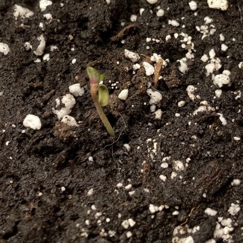 Aramis growlog timeline photo