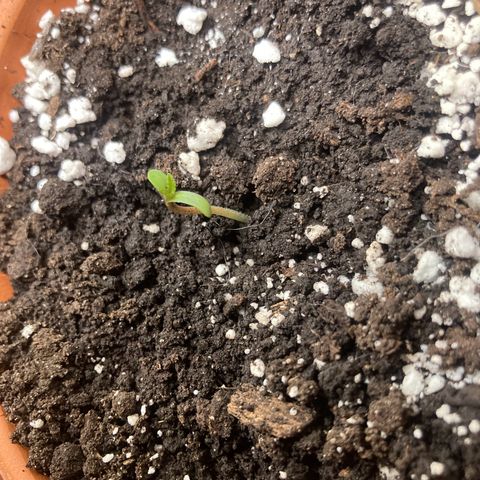 Aramis growlog timeline photo