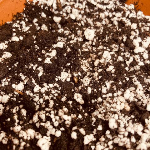 Athos  growlog timeline photo