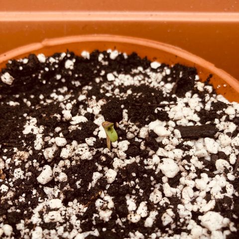Porthos growlog timeline photo
