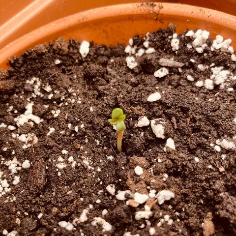 Aramis growlog timeline photo