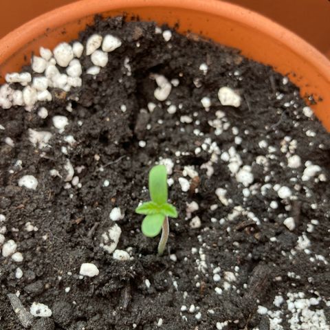 Aramis growlog timeline photo