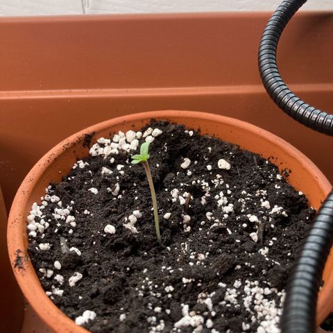 Aramis growlog photo: 4.45 cm