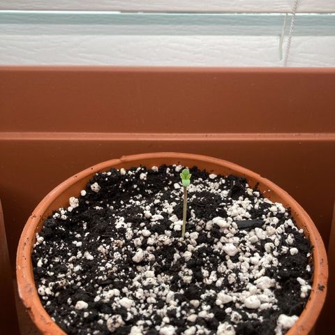 Porthos growlog photo: 3.81 cm
