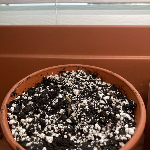 Athos  growlog photo: 2.03 cm