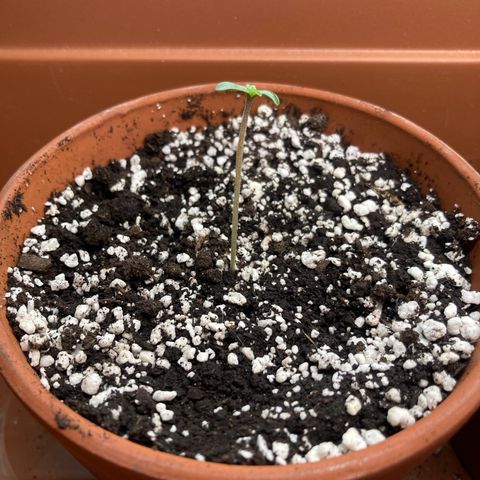 Athos  growlog photo: 1:00 PM