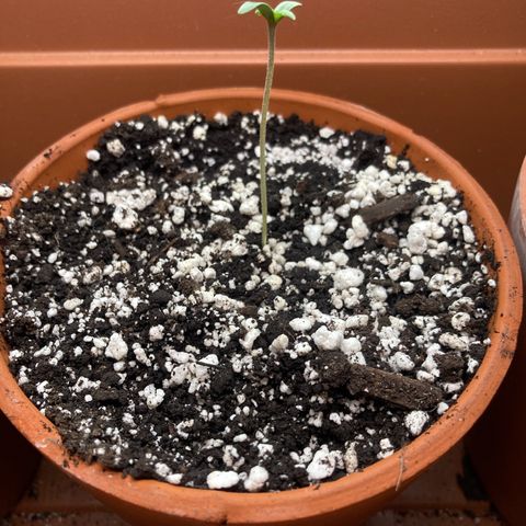 Porthos growlog photo: 1:00 PM