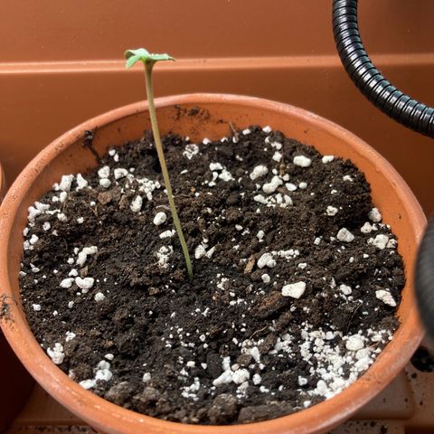 Aramis growlog photo: 1:00 PM