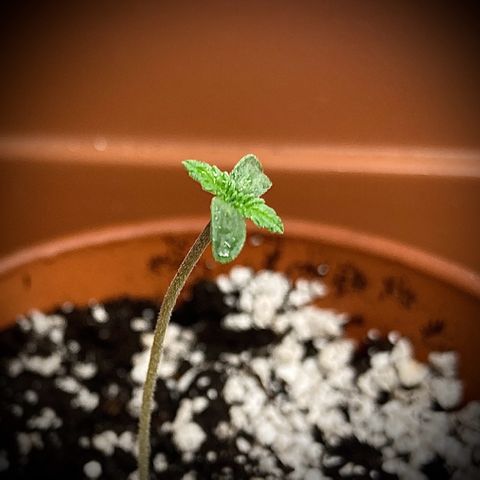 Athos  growlog timeline photo