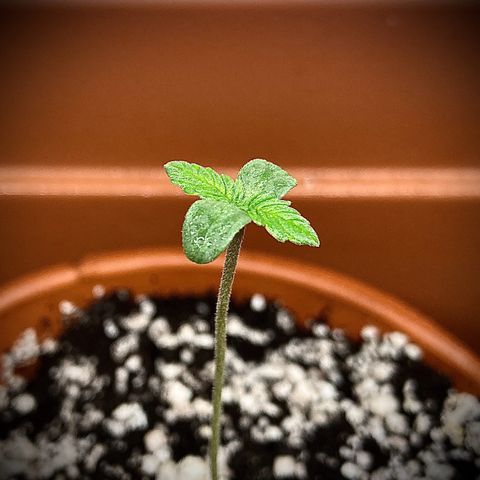 Porthos growlog timeline photo