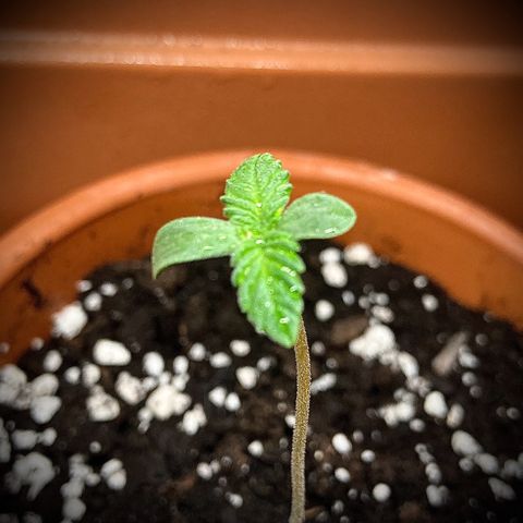 Aramis growlog timeline photo