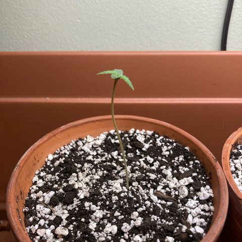 Athos  growlog timeline photo