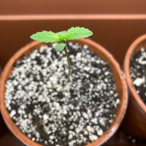 Porthos growlog timeline photo