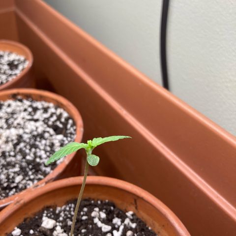 Aramis growlog timeline photo
