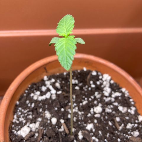 Aramis growlog timeline photo