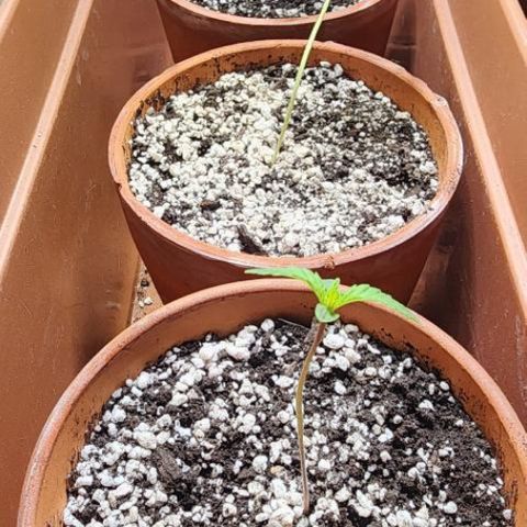Aramis growlog timeline photo