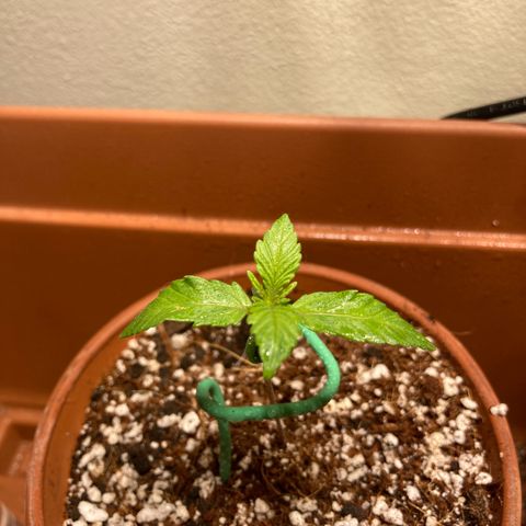 Athos  growlog timeline photo