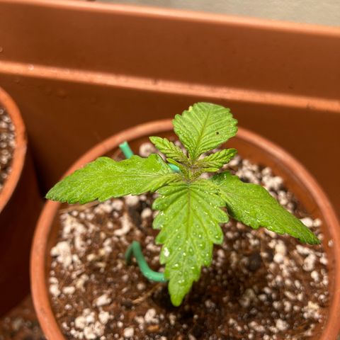 Aramis growlog timeline photo