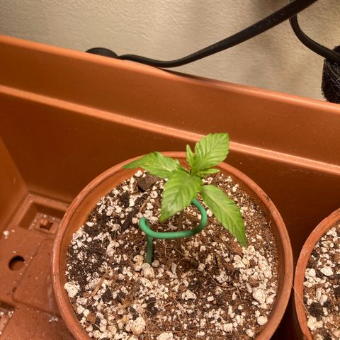 Athos  growlog timeline photo