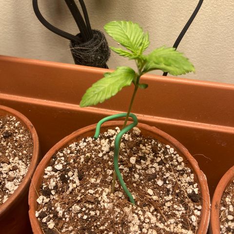 Porthos growlog timeline photo