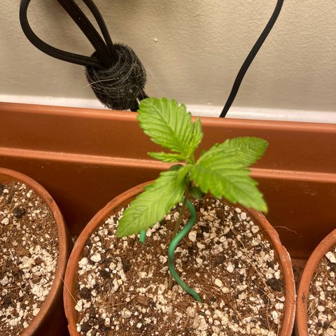 Porthos growlog timeline photo