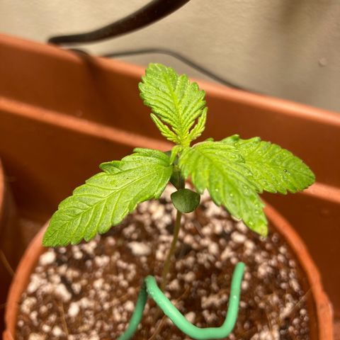 Aramis growlog timeline photo