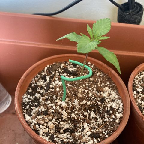 Athos  growlog timeline photo
