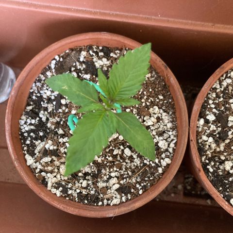 Athos  growlog timeline photo