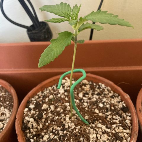 Porthos growlog timeline photo