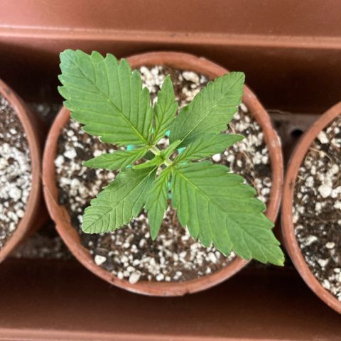 Porthos growlog timeline photo